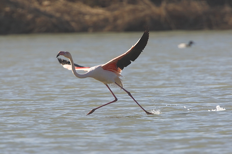 Fenicotteri rosa